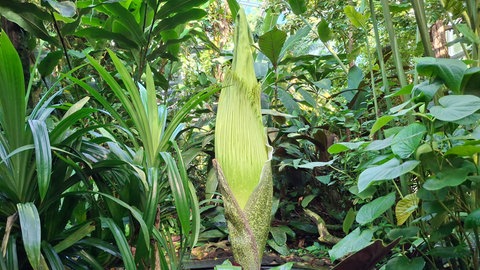 Titanwurz im Botanischen Garten der Universität Basel, Aufnahme vom 5. August 2026
