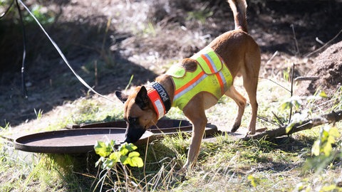 Ein Suchhund der Polizei bei der Arbeit