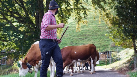 Beim Almabtrieb in Münstertal wird traditionell die Rückkehr der Rinder ins Tal gefeiert.