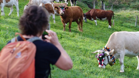 Beim Almabtrieb in Münstertal wird traditionell die Rückkehr der Rinder ins Tal gefeiert.