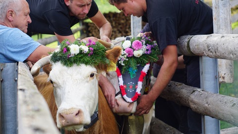 Beim Almabtrieb in Münstertal wird traditionell die Rückkehr der Rinder ins Tal gefeiert.
