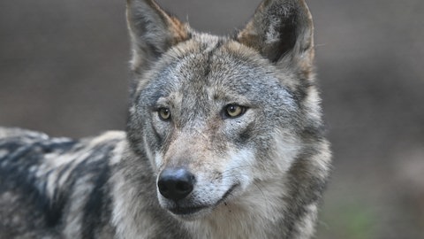 Ein Wolf. 