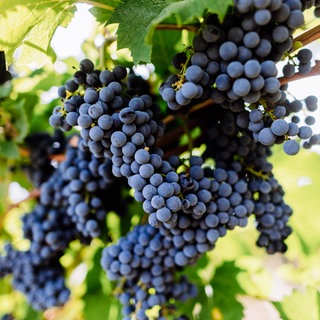 Die Durbacher Winzer sind mit der Qualität des diesjährigen Weinjahrgangs trotz der Trockenheit sehr zufrieden.