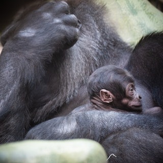 Am 24. September 2026, dem Welt-Gorilla-Tag, hat Gorilla-Weibchen Makala (11) ein Junges zur Welt gebracht. Die Mutter kümmert sich aufmerksam um ihren Nachwuchs und trägt ihn eng bei sich. Vater ist der 14-jährige Silberrücken Yeba. 