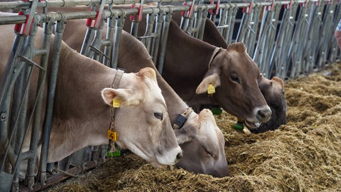 Mehrere Kühe stehen in einem Stall und fressen. 