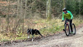Wolfgang Steck ist Deutscher Meister im Dogscooter-Rennen