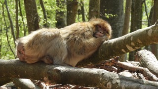Affe auf dem Affenberg in Salem erwartet Nachwuchs 