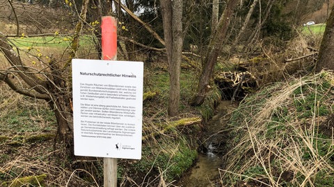 Unbekannte haben in Mengen-Ennetach einen Biberbau zerstört. Biber stehen unter Naturschutz.