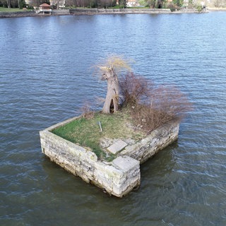 Die Insel Hoy im Bodensee im Jahr 2020. Damals war die Mauer unbeschädigt, die Weide hat aber bereits ihren Hauptast verloren.