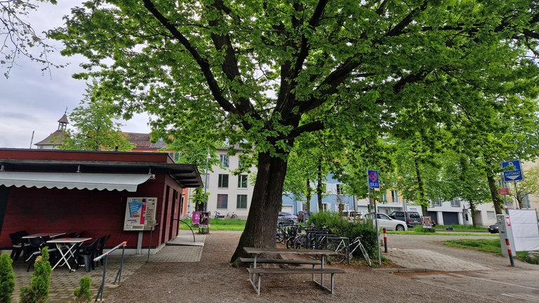 Grüner Baumbestand am Rand des Döbele in Konstanz.