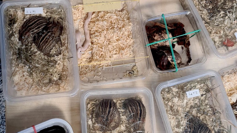 Gefährliche Tiere in einer Plastikbox, darunter Giftschlangen. Schmuggel am Zoll Bietingen aufgedeckt.