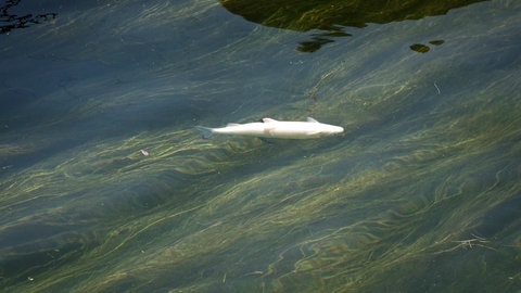 Kältezonen sollen tote Fische im Hochrhein verhindern (Symbolbild).