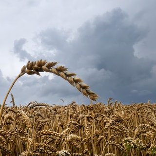 Dunkle Wolken ziehen hinter einem Getreidefeld am Horizont auf.