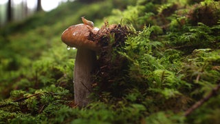 Eine Schnecke sitzt in einem Wald auf einem Steinpilz.