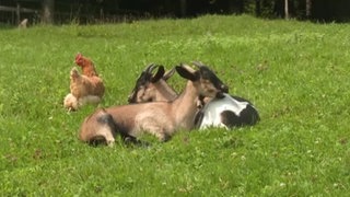 Die Ziegen von Norbert Horn aus Isny im Allgäu.