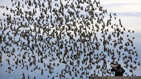 Ein Schwarm Vögel fliegt über den Federsee