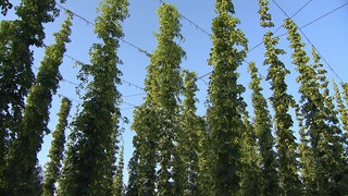 Hopfenreben in Tettnang (Bodenseekreis). Etwas geringer als im vergangenen Jahr dürfte die Ernte 2025 ausfallen.