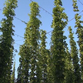 Hopfenreben in Tettnang (Bodenseekreis). Etwas geringer als im vergangenen Jahr dürfte die Ernte 2025 ausfallen.