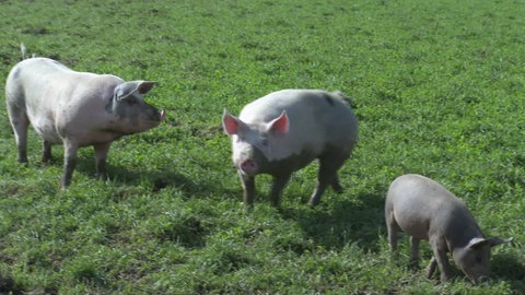Schweine sind bei "Bauer Heini" in Sichtweite