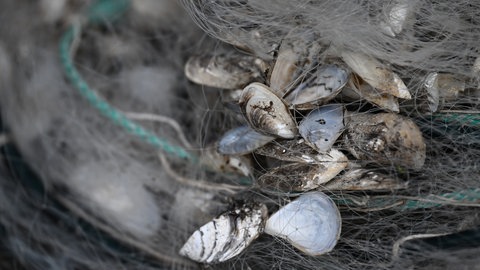 Quagga-Muscheln hängen in einem Fischernetz am Bodensee fest. Bei der Internationalen Bodensee-Konferenz soll eine Reinigungspflicht für Boote diskutiert werden. Das könnte helfen, um die Verbreitung der Quagga-Muschel einzudämmen.
