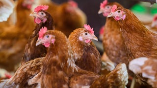 Hühner stehen in einem Stall. Wegen Vogelgrippe-Fällen in Deutschland und der Schweiz gilt in 14 Vorarlberger Gemeinden am Bodensee und Rhein seit Donnerstag Stallpflicht für größere Geflügelhaltungen.