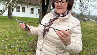 Eine Kräuterfrau hält einen frisch geschnittenen Kirschzweig in der Hand und betrachtet die Knospen. Der Zweig wird traditionell am Barbaratag geschnitten, weil seine Blüten zu Weihnachten Glück bringen sollen.
