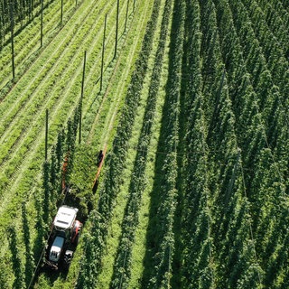 Ein Traktor fährt durch ein Hopfenfeld, um den Hopfen abzuscheiden, sodass er in den Anhänger fällt und abtransportiert werden kann. In den kommenden Jahren werden die Anbauflächen bei Tettnang voraussichtlich kleiner.