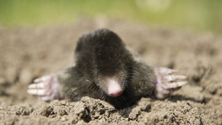 Ein Maulwurf schaut aus dem Boden: Ein Bild, das die Herzen von Tierfreunden höher schlagen lässt. In Wald (Kreis Sigmaringen) aber sorgt solch ein Tier für große Probleme, denn es hat einen Friedhof mit Maulwurfshügeln übersäht.