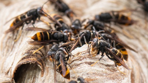 Asiatische Hornissen sitzen auf ihrem Nest.