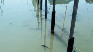 Karpfen im Bodensee bei Friedrichshafen. Sie sind aktuell vermehrt in Häfen und Uferbereichen zu sehen. Darunter auch tote Tiere.