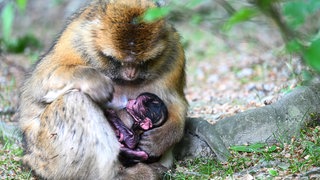 Insgesamt sind bislang drei Affenbabys in diesem Jahr auf dem Affeberg in Salem auf die Welt gekommen. 