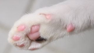 Eine Katzenpfote