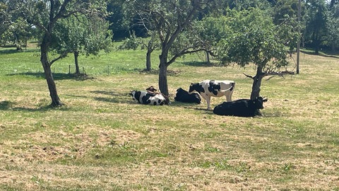 Vier Kühe liegen unter den Bäumen im Schatten.