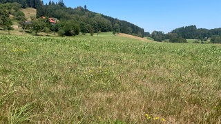 Eine dürre Wiese bei Karsee, einem Ortsteil von Wangen im Allgäu. 