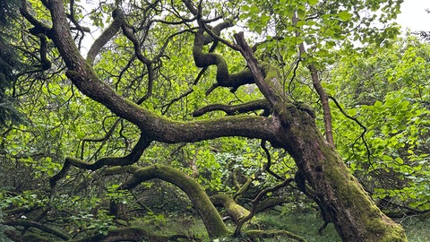 Ein Trompetenbaum auf der Insel Mainau. Die Baumsammlung der Insel umfasst etwa 250 verschiedene Arten, darunter auch viele seltene und imposante Bäume.