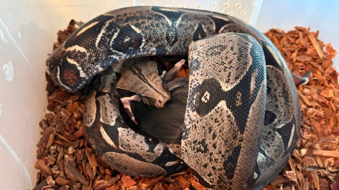Eine Boa constrictor verschlingt eine Ratte. Das Tier ist auf einem Spielplatz in Gottmadingen aufgetaucht.