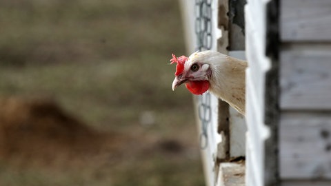 Ein Huhn schaut aus seinem Stall.