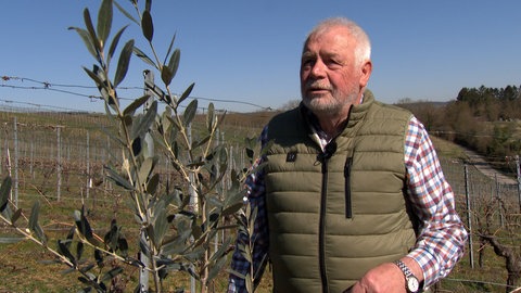 In Weinsberg wandelt ein Winzer seinen Weinberg in einen Olivenhain um. Später möchte Hermann Frisch Olivenöl herstellen. 