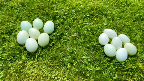 Ein Zucht von Hühnern der Rasse Araucana. Die Hühner legen bunte Eier.