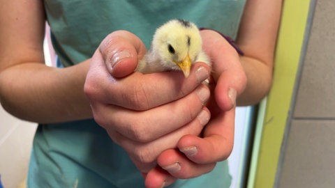 Ein Zucht von Hühnern der Rasse Araucana. Die Hühner legen bunte Eier.