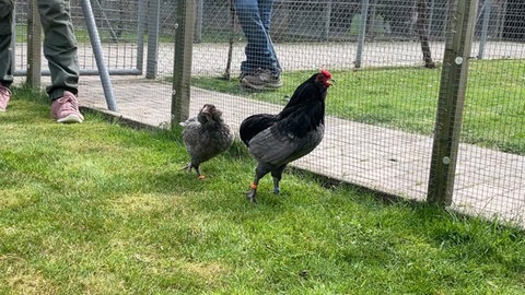 Ein Zucht von Hühnern der Rasse Araucana. Die Hühner legen bunte Eier.