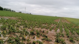 Schäden durch Hagelkörner auf einem Feld nach einem Unwetter im Kreis Schwäbisch Hall.