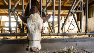 Ein Rinderbetrieb im Hohenlohekreis steht unter Druck. Die Staatsanwaltschaft Heilbronn ermittelt wegen des Verdachts auf Tierquälerei.