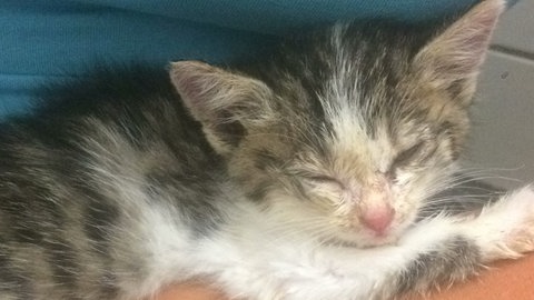 Tierheime in Heilbronn-Franken schlagen Alarm: Wegen zu vieler Katzen sind sie finanziell am Limit und die Kapazitäten sind fast ausgeschöpft.