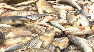 Tote Fische (Symbolbild)