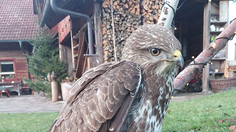 Greifvogel mit Gehirnerschütterung - die schnelle Hilfe hat dem Bussard aus dem Hohenlohekreis vermutlich das Leben gerettet.