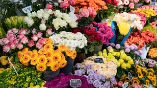 Viele bunte Schnittblumen (Symbolbild): Durch den Krieg im Nahen Osten werden die Blumen teurer, Floristen fürchten um die Existenz ihrer Blumenläden. Hauptgrund ist der teure Sprit.
