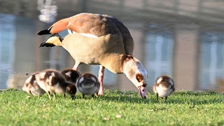 Eine Nilgans frisst mit ihren Jungtieren (Symbolbild)