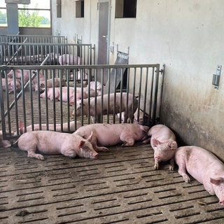 Schweinestall Kupferzell