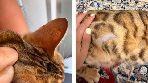 In Bad Mergentheim ist eine Katze mit Hakenkreuzen bekritzelt und rasiert worden. Die Polizei ermittelt. 